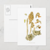 Neottia nidus avis briefkaart (Voorkant / Achterkant)