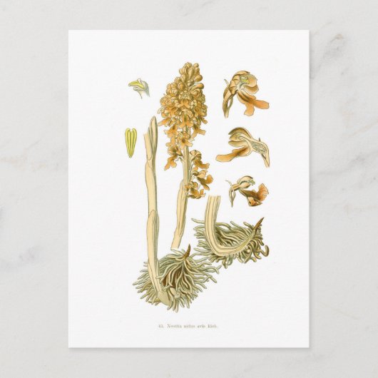 Neottia nidus avis briefkaart (Voorkant)