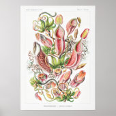 Nepenthes Art Prints (Voorkant)
