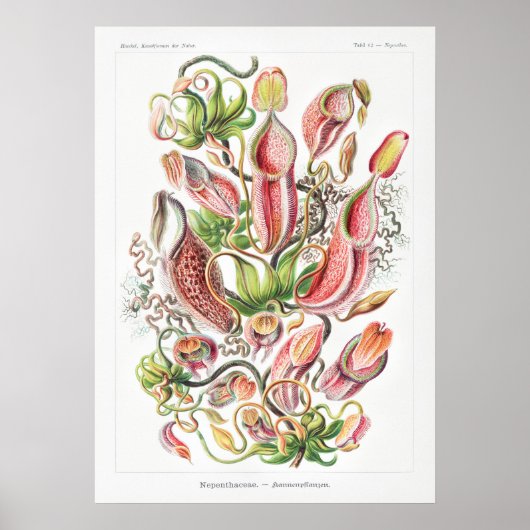 Nepenthes Art Prints (Voorkant)