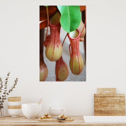 Nepenthes Dangling Poster (Keuken)