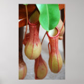 Nepenthes Dangling Poster (Voorkant)