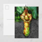 Nepenthes, illustratie Plant Pitcher Briefkaart (Voorkant / Achterkant)