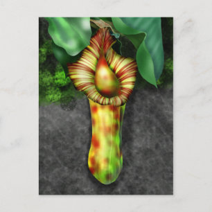 Nepenthes, illustratie Plant Pitcher Briefkaart