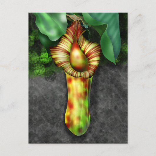 Nepenthes, illustratie Plant Pitcher Briefkaart (Voorkant)