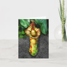 Nepenthes, illustratie Plant Pitcher
