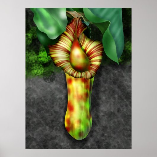 Nepenthes, illustratie Plant Pitcher Poster (Voorkant)