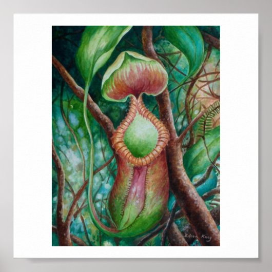 Nepenthes Marcophylla Waterverf Art Poster (Voorkant)