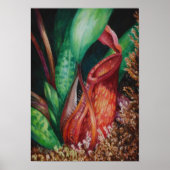 Nepenthes of Mesilau Waterverf Art Poster (Voorkant)