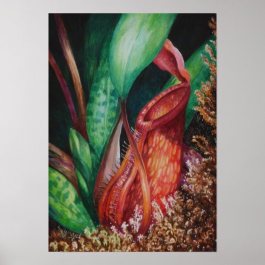 Nepenthes of Mesilau Waterverf Art Poster (Voorkant)