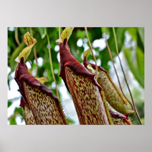 Nepenthes planten poster (Voorkant)