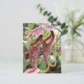 Nepenthes rafflesiana Foto Post Card Briefkaart (Staand voorkant)