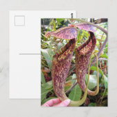 Nepenthes rafflesiana Foto Post Card Briefkaart (Voorkant / Achterkant)