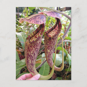 Nepenthes rafflesiana Foto Post Card Briefkaart