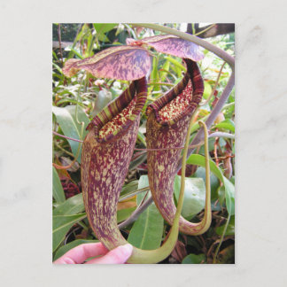 Nepenthes rafflesiana Foto Post Card Briefkaart