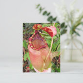 Nepenthes sumatrana Photo Post Card Briefkaart (Staand voorkant)