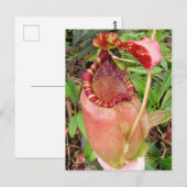 Nepenthes sumatrana Photo Post Card Briefkaart (Voorkant / Achterkant)