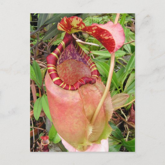 Nepenthes sumatrana Photo Post Card Briefkaart (Voorkant)
