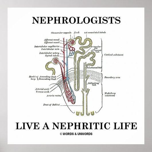Nephrologen leven een nefritisch leven (Nephron) Poster (Voorkant)
