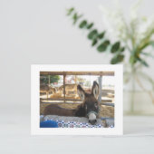 Nerja Donkey Sanctuary Briefkaart (Staand voorkant)
