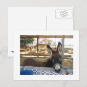 Nerja Donkey Sanctuary Briefkaart (Voorkant / Achterkant)