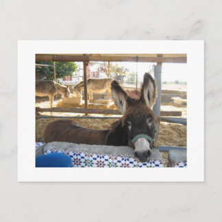 Nerja Donkey Sanctuary Briefkaart