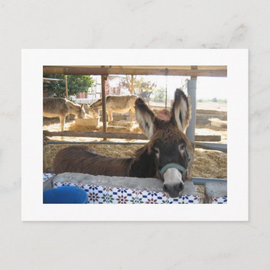 Nerja Donkey Sanctuary Briefkaart (Voorkant)