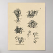 Nerve Anatomy 1880 Afdrukken Poster (Voorkant)