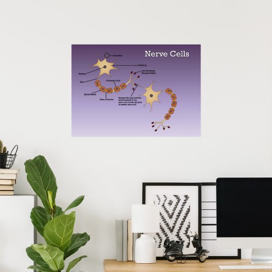 Nerve Cells Diagram Poster (Thuiskantoor)