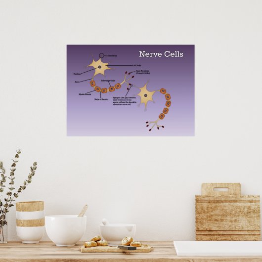 Nerve Cells Diagram Poster (Keuken)
