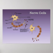 Nerve Cells Diagram Poster (Voorkant)