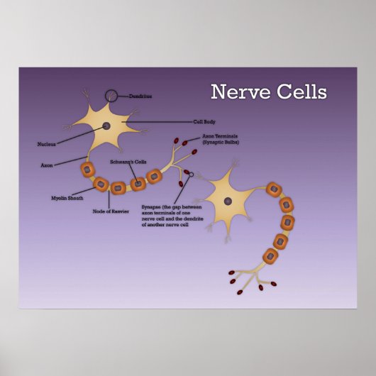 Nerve Cells Diagram Poster (Voorkant)