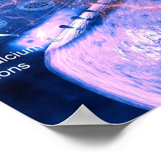 Nerve synapse poster (Hoek)