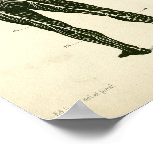  Nerves Arteries Anatomie Print (Hoek)