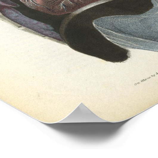 Nerves of the Chest Anatomy Print (Hoek)