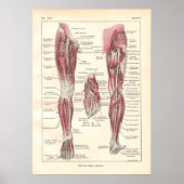 Nerves of the Legs Anatomy Poster in French (Voorkant)