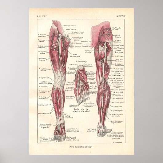 Nerves of the Legs Anatomy Poster in French (Voorkant)