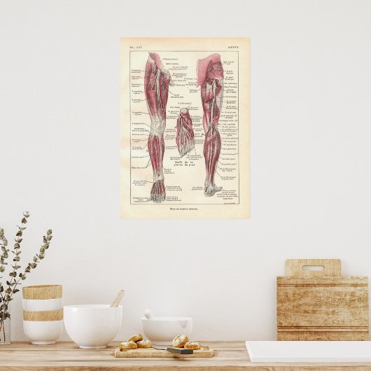 Nerves of the Legs Anatomy Poster in French (Keuken)