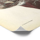 Nerves van de Neck Anatomy Print (Hoek)