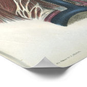 Nerves van de Neck Anatomy Print (Hoek)