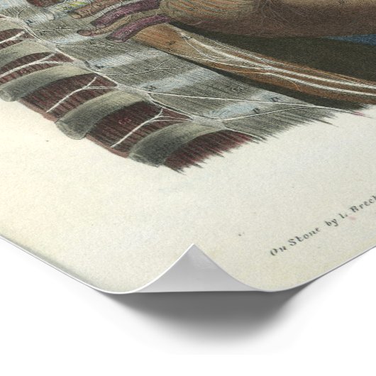 Nerves van de Neck Anatomy Print (Hoek)