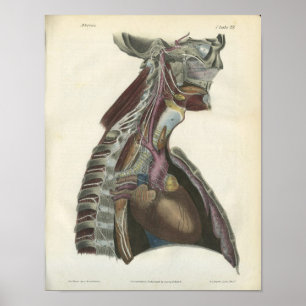 Nerves van de Neck Anatomy Print