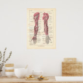 Nerves van het Poster van de wapenanatomie in het (Keuken)