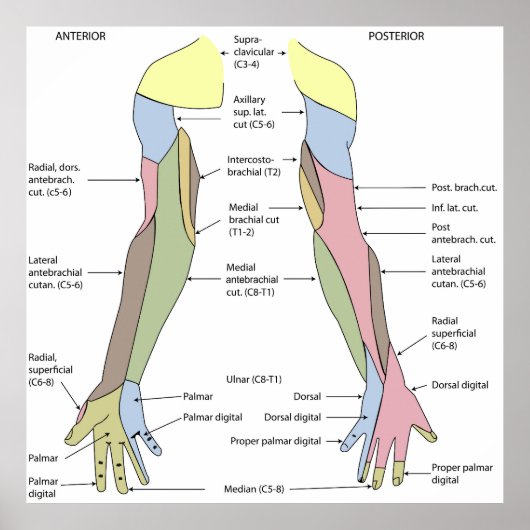 Nervous System cutaneous innervation upper limb Poster (Voorkant)