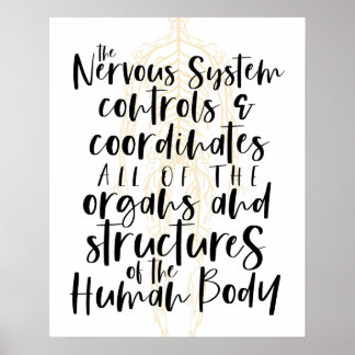 Nervous System Poster, Chiropractic Poster, Chiro  Poster