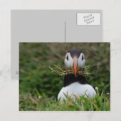 Nest Builder Puffin Briefkaart (Voorkant / Achterkant)