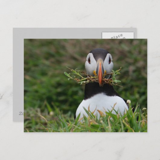 Nest Builder Puffin Briefkaart (Voorkant / Achterkant)