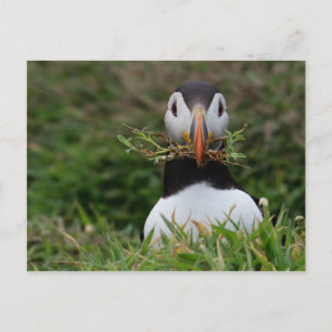 Nest Builder Puffin Briefkaart
