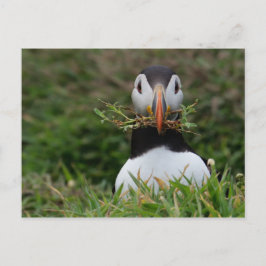 Nest Builder Puffin Briefkaart