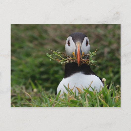 Nest Builder Puffin Briefkaart (Voorkant)